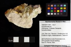 Foto (Objket + Etiketten) von Goniodromites sp. 